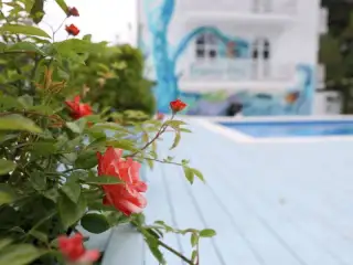 Гостевой дом «Алиса, привет!», с. Шепси